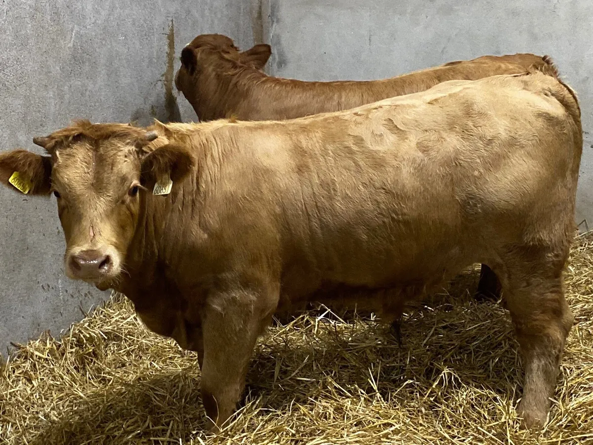 Real Super 350Kg U Grade Orange Bull Weanlings - Image 3