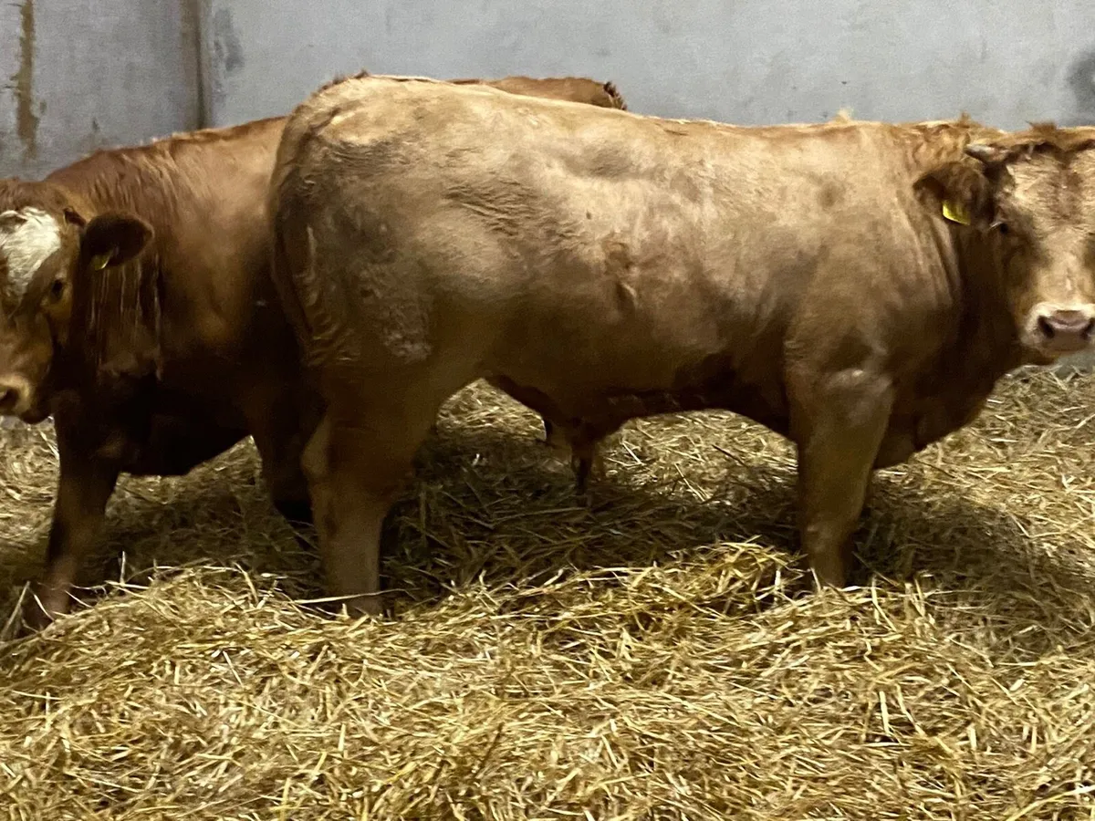 Real Super 350Kg U Grade Orange Bull Weanlings - Image 4