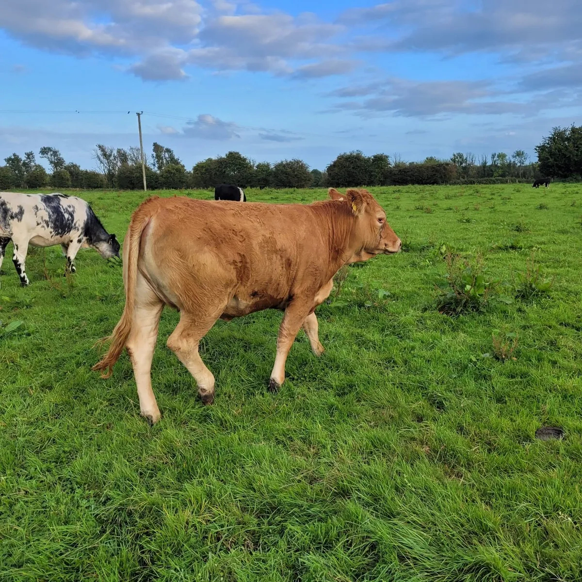 Super LMX Breeding heifer - Image 4