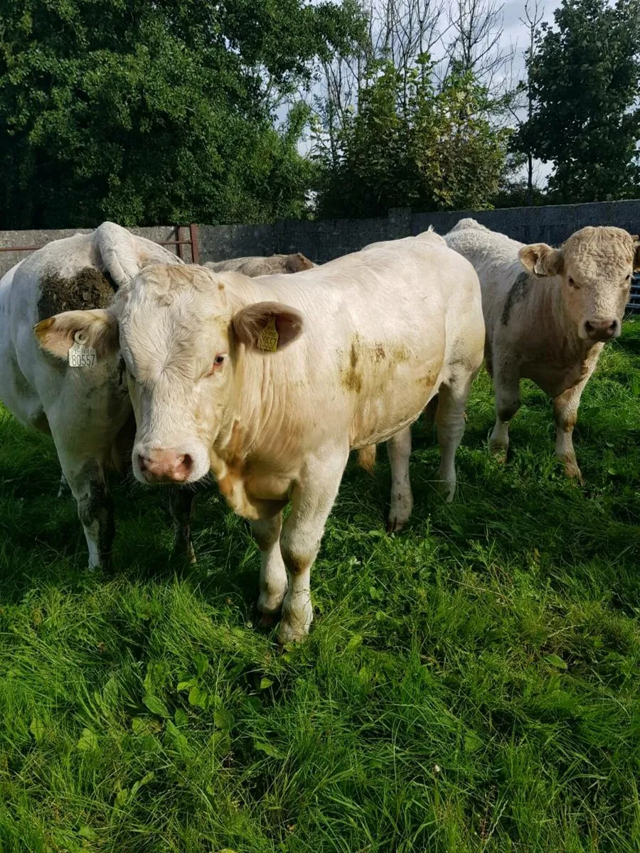 Bull WEANLING - Image 1