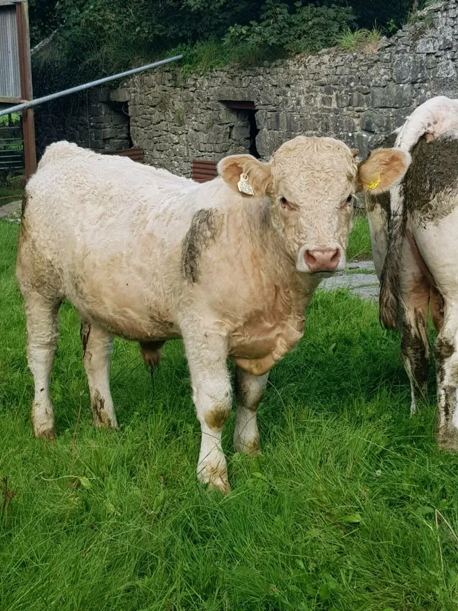 Bull WEANLING - Image 2