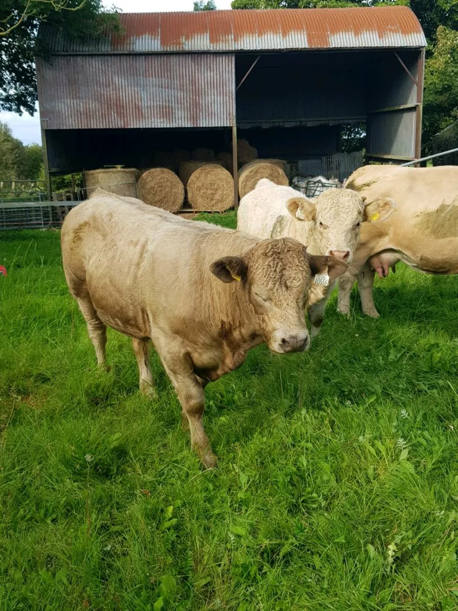 Bull WEANLING - Image 3