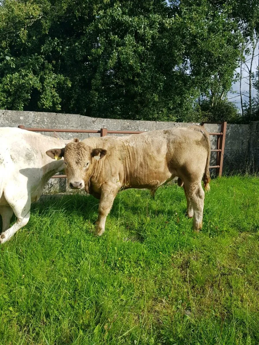 Bull WEANLING - Image 4