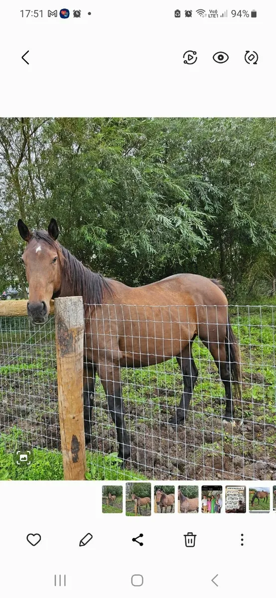Sport Horse - Image 1