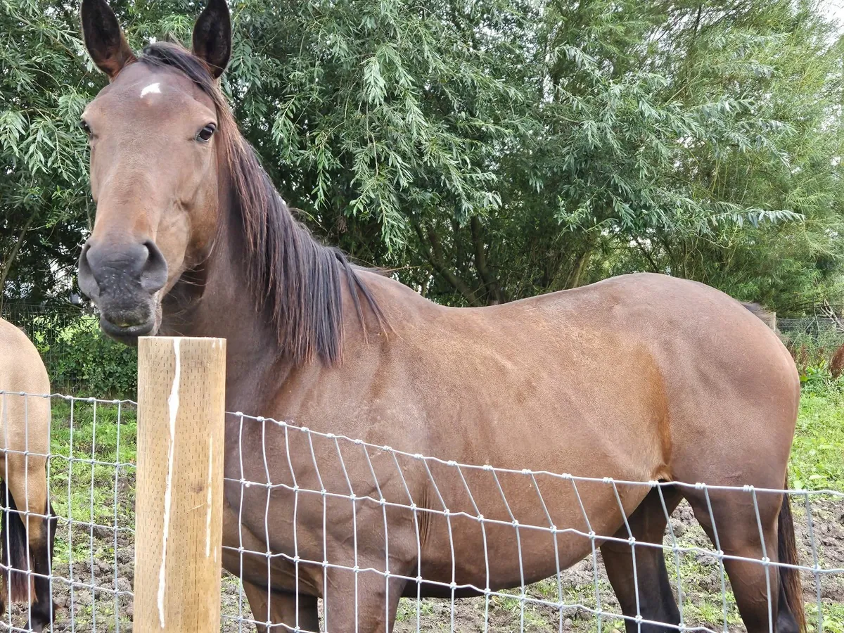 Sport Horse - Image 2