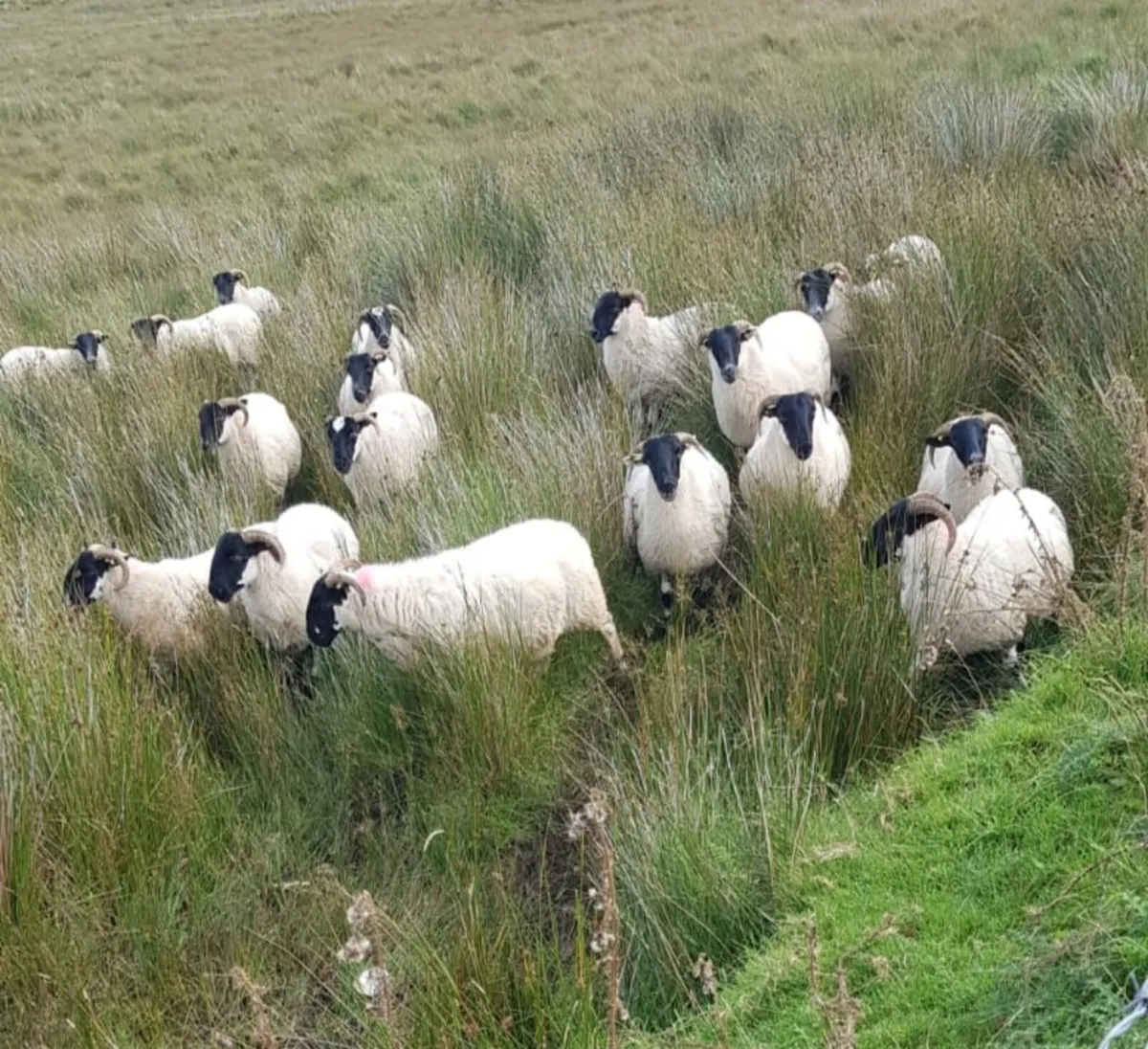 19 Horned Hoggets