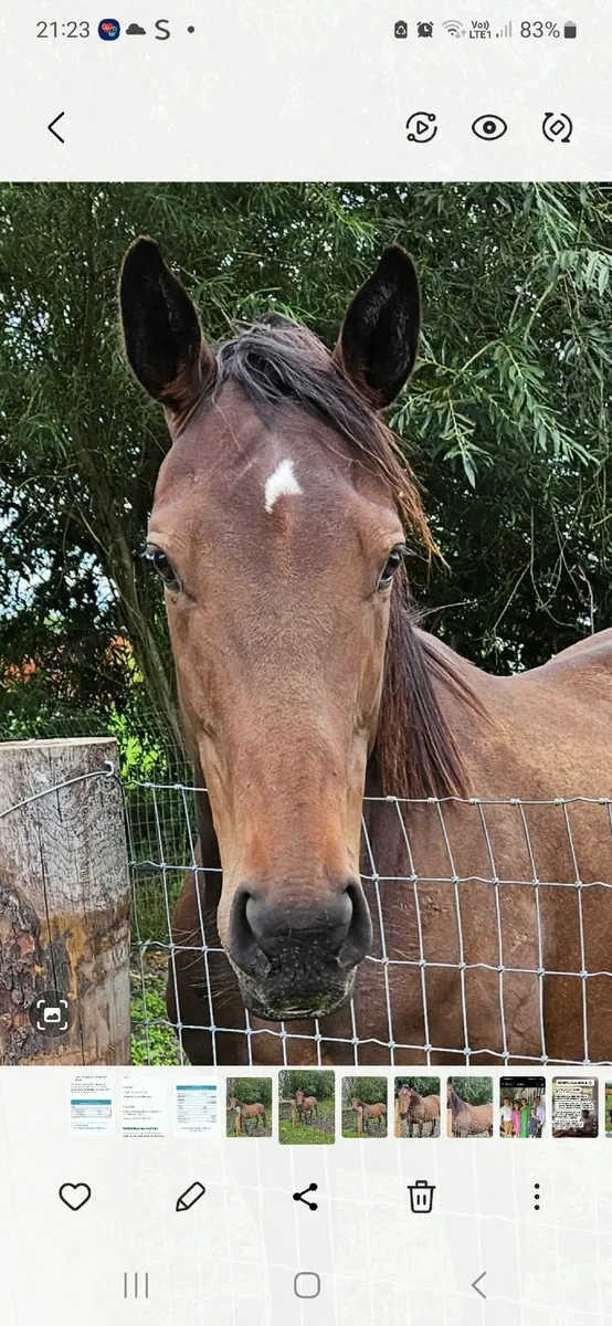 Sport Horse - Image 4