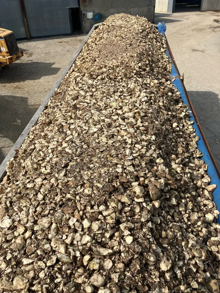 Pitted beet - Image 4