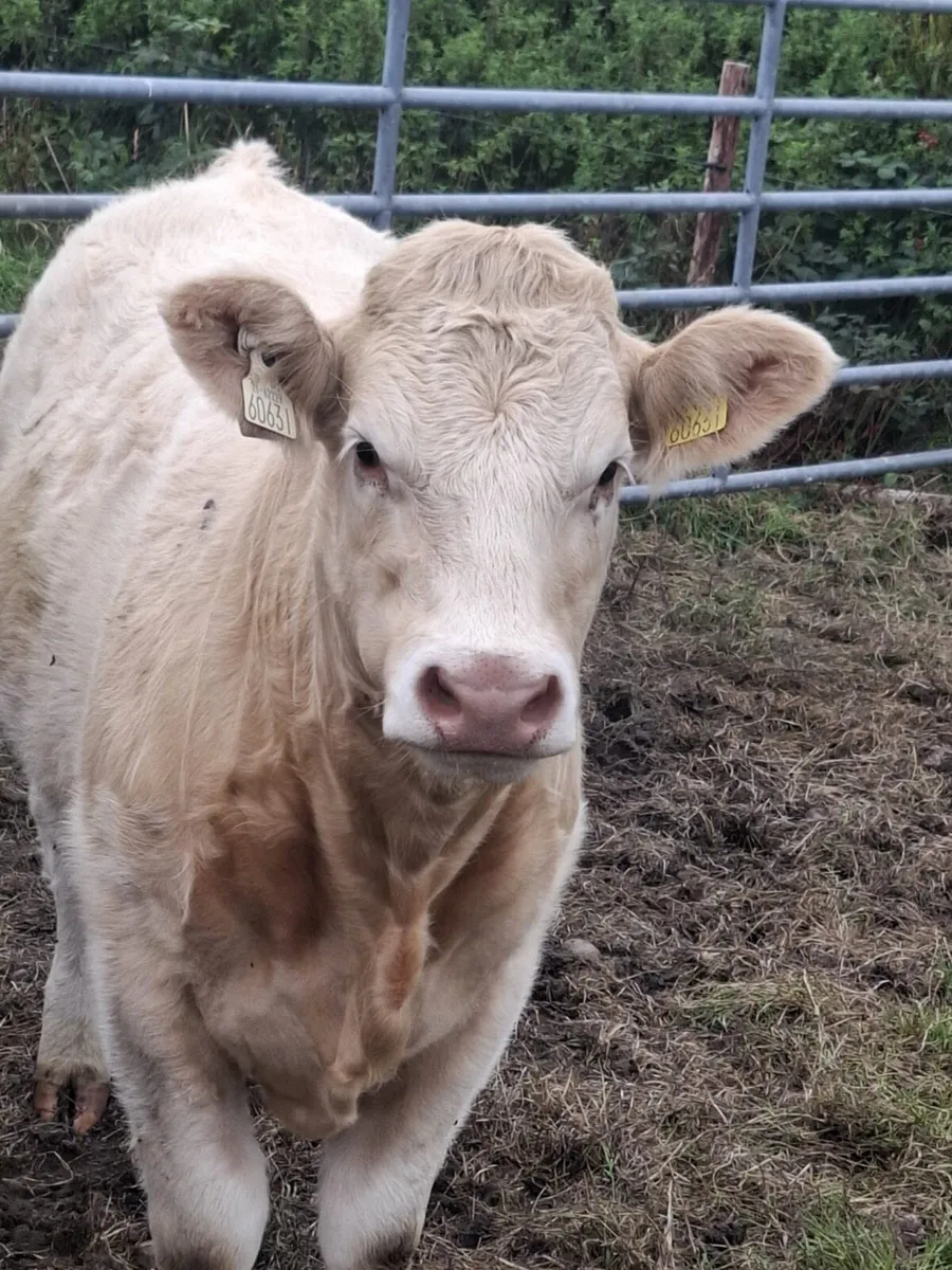 Heifers for Gortatlea mart. 27/8/25 - Image 2