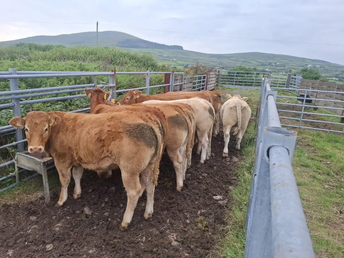 Heifers for Gortatlea mart. 27/8/25 - Image 3