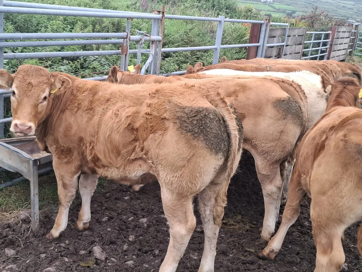 Heifers for Gortatlea mart. 27/8/25 - Image 1