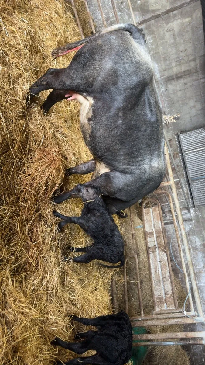 Blue Roan heifer with limo bull & more - Image 2