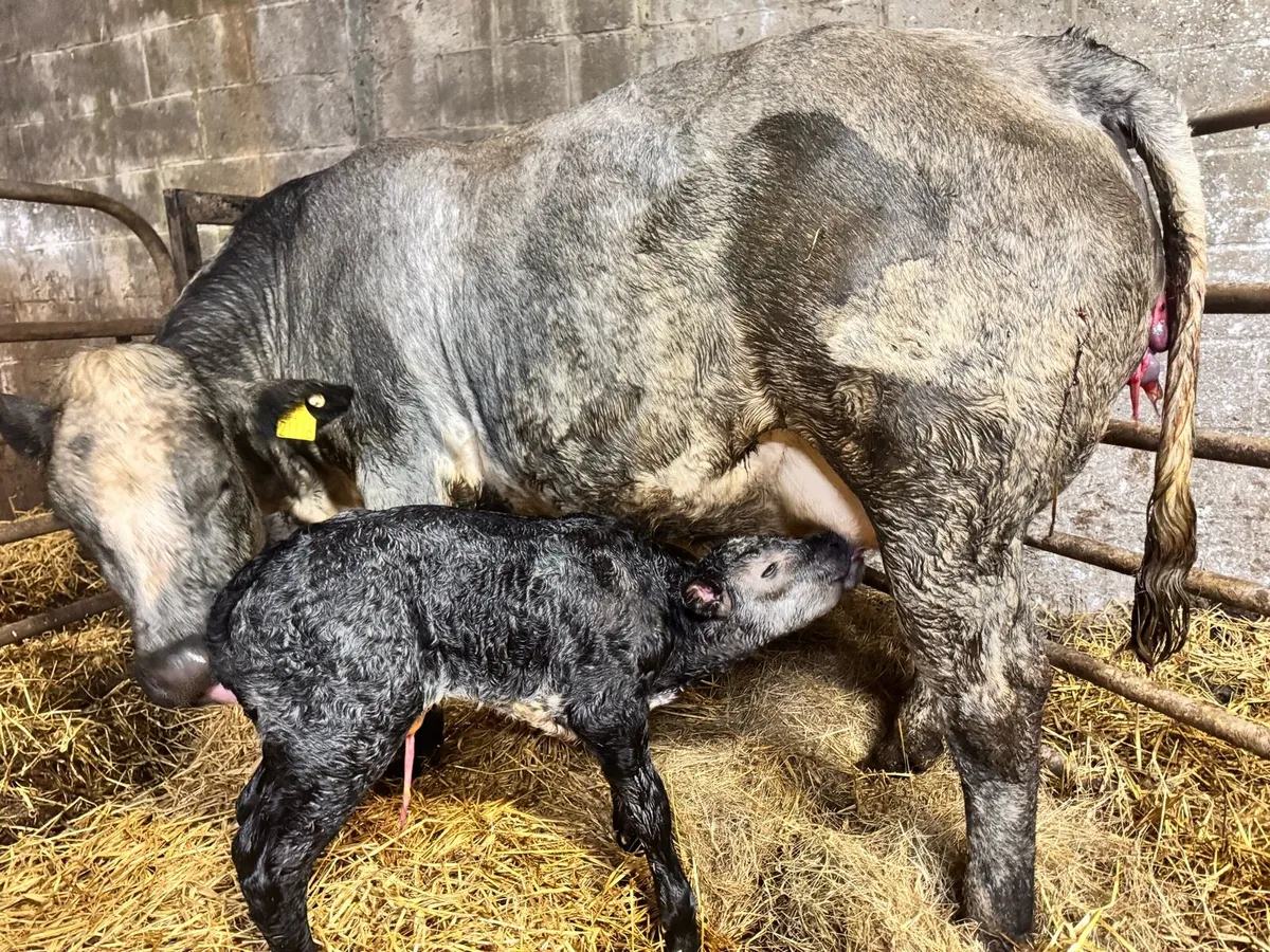 Blue Roan heifer with limo bull & more - Image 1