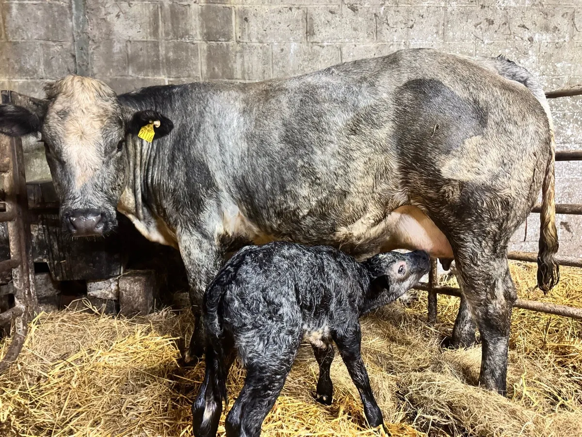 Blue Roan heifer with limo bull & more - Image 3