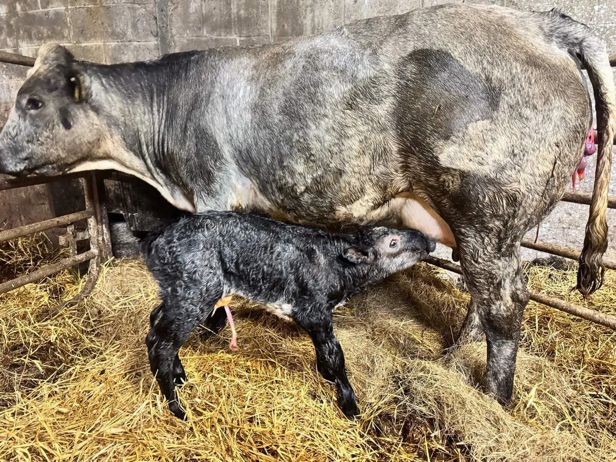 Blue Roan heifer with limo bull & more - Image 4