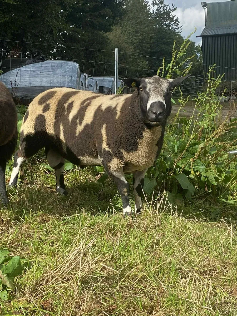 Ram - Image 1