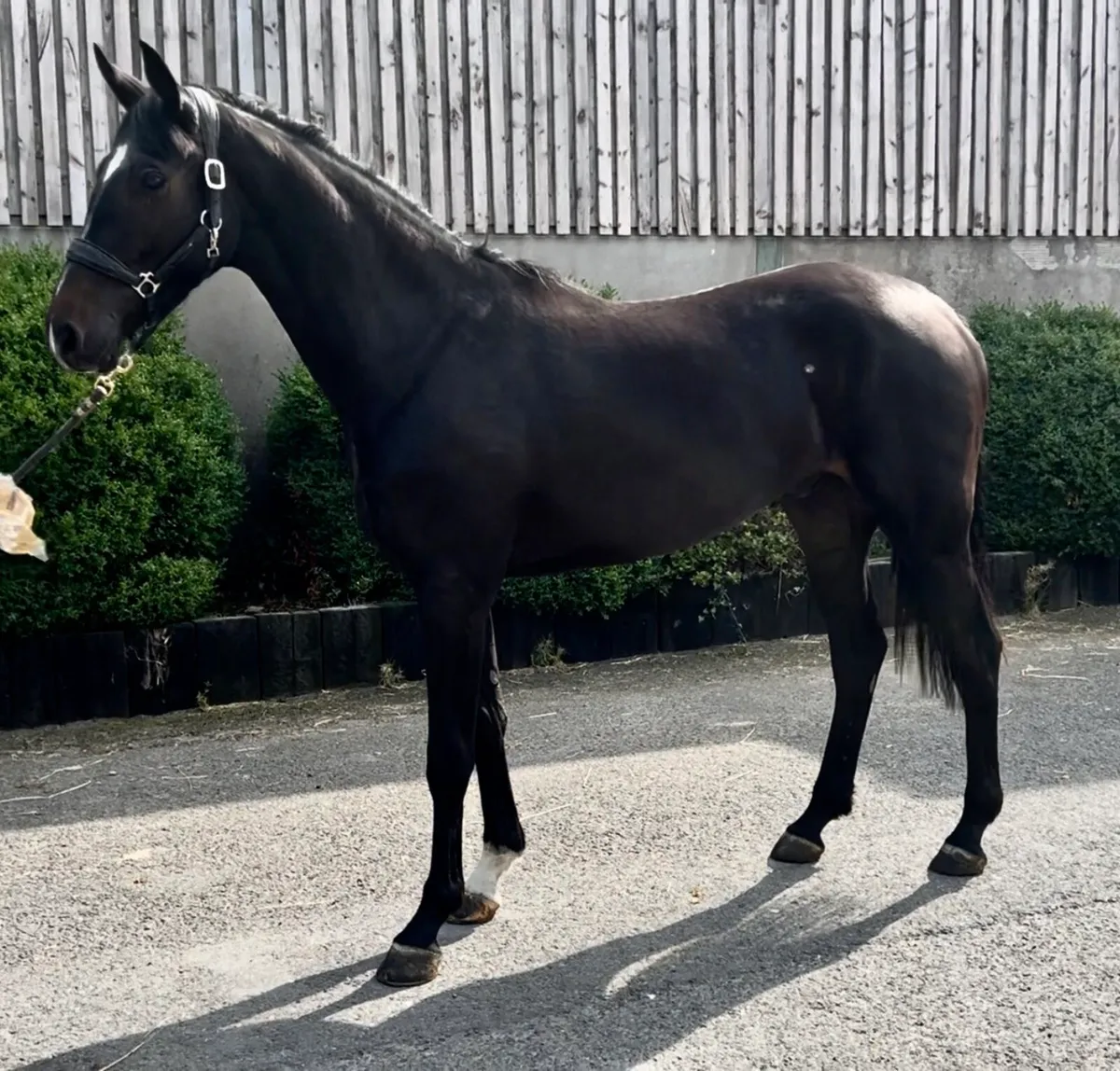 16.1 3 year old gelding - Image 1