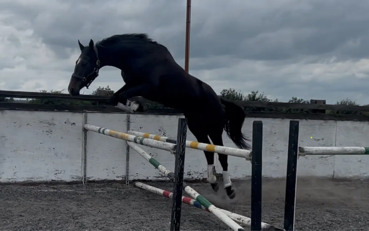 16.1 3 year old gelding - Image 2