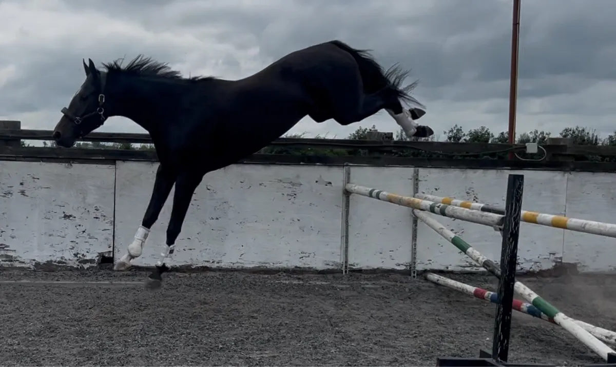 16.1 3 year old gelding - Image 3