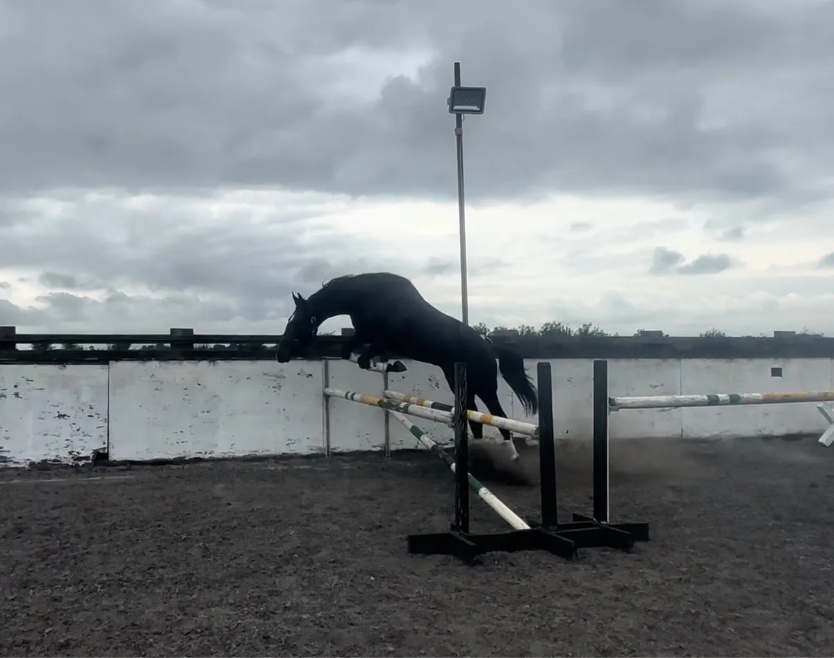 16.1 3 year old gelding - Image 4