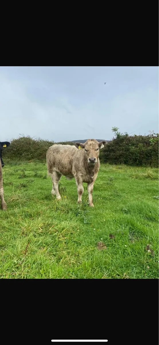 Organic weanlings - Image 1