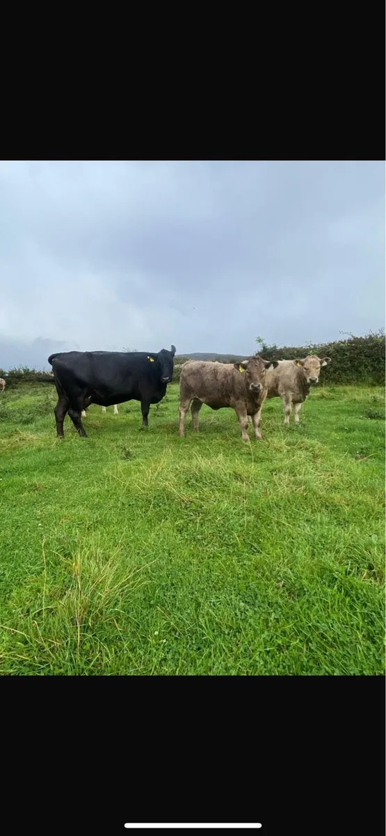 Organic weanlings - Image 2