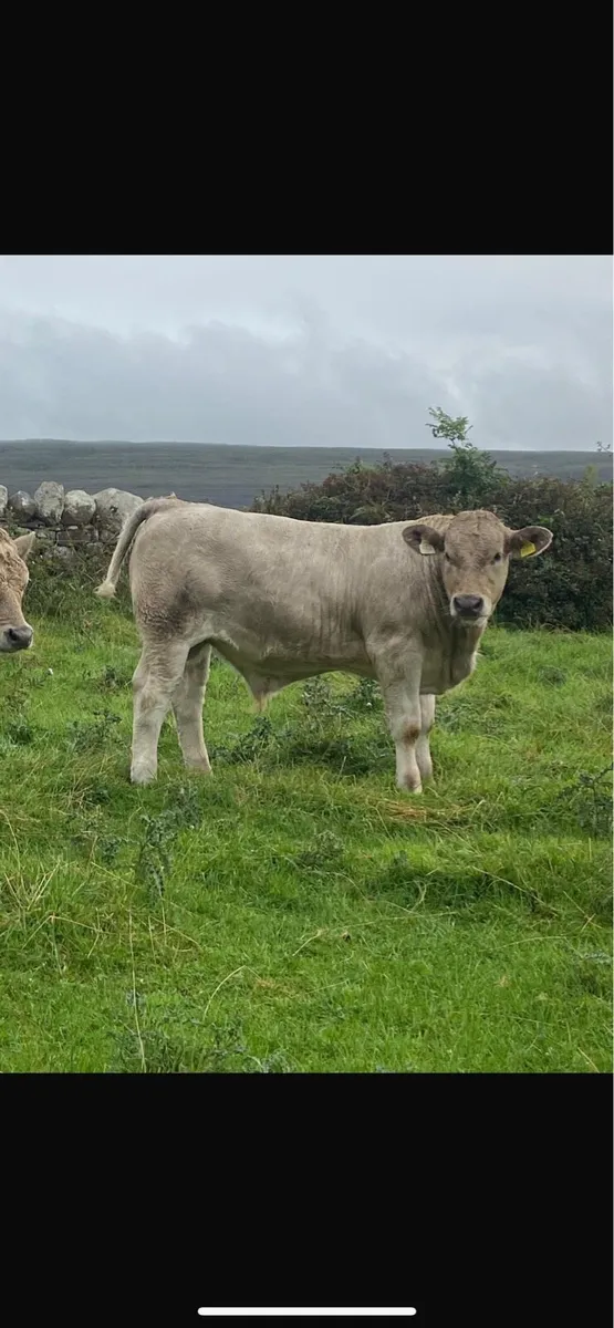 Organic weanlings - Image 3