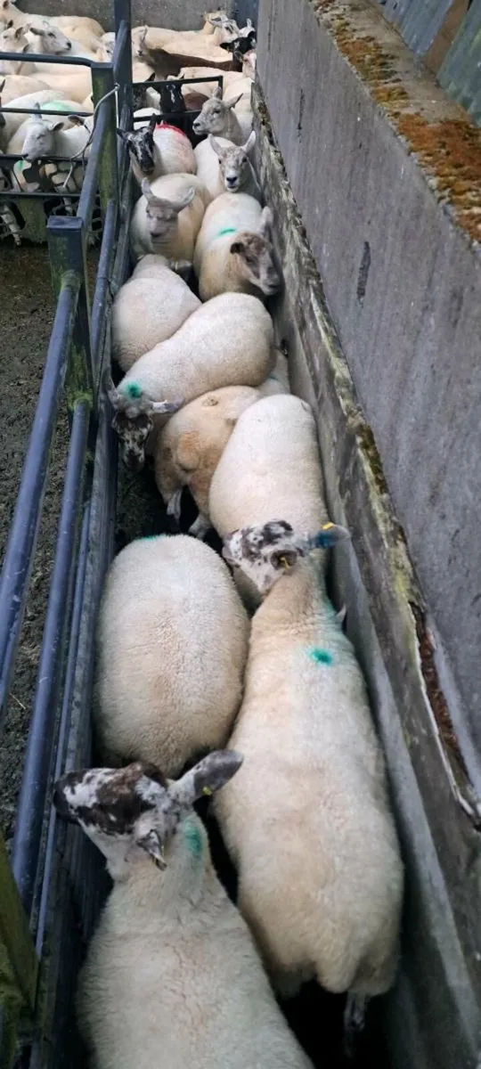 Hoggets - Image 1