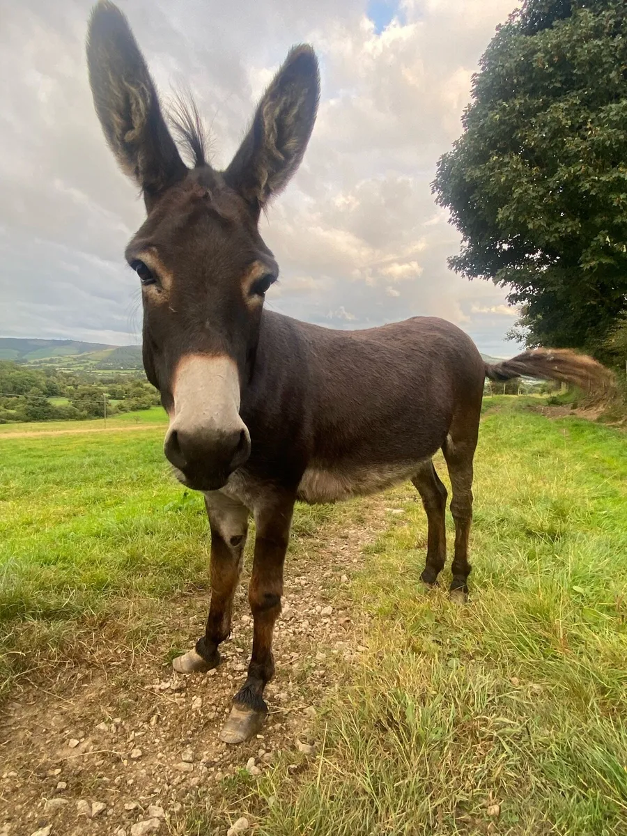 Jack Donkey - Image 1