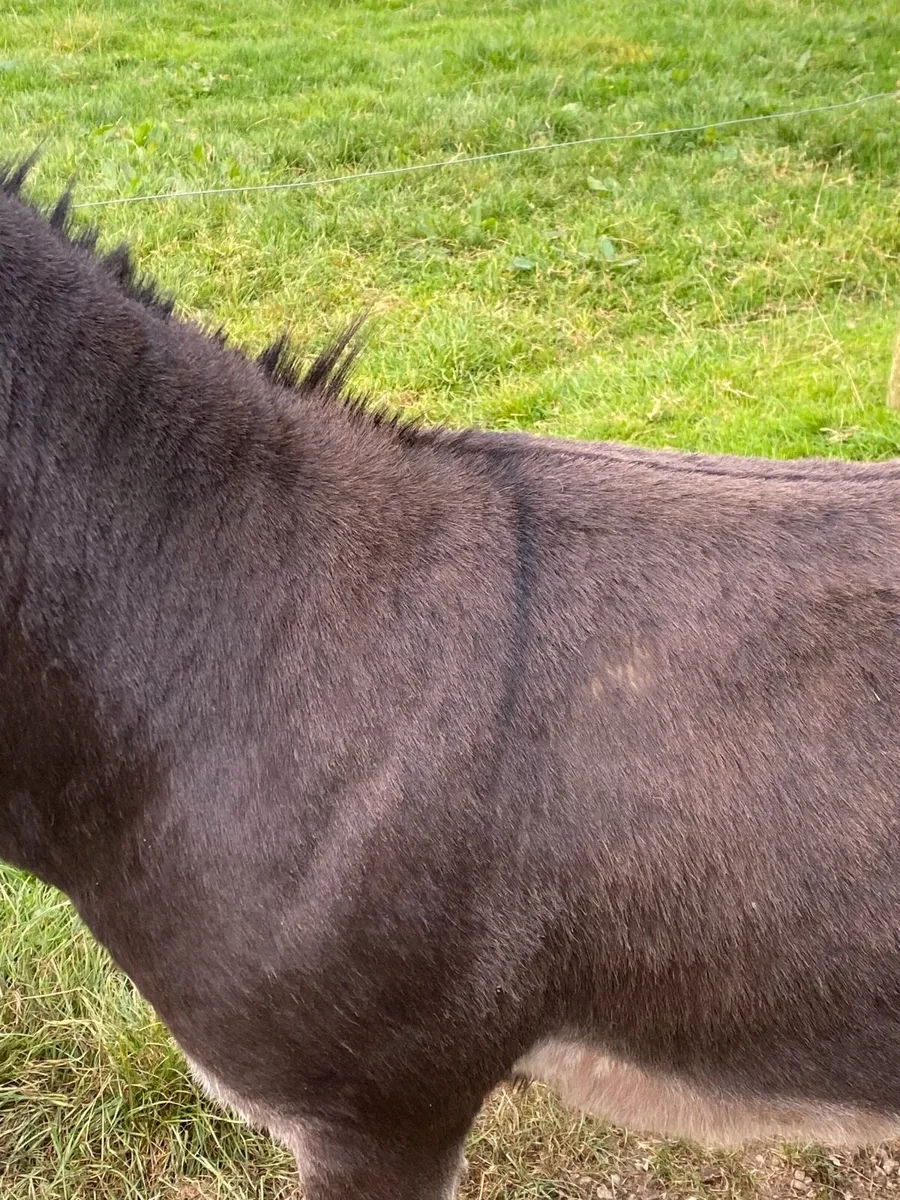 Jack Donkey - Image 3