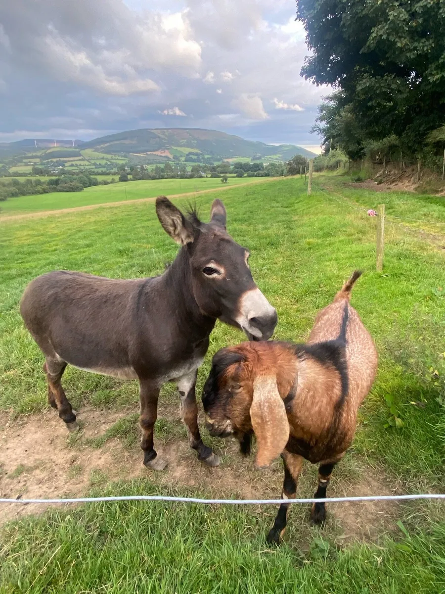 Jack Donkey - Image 4