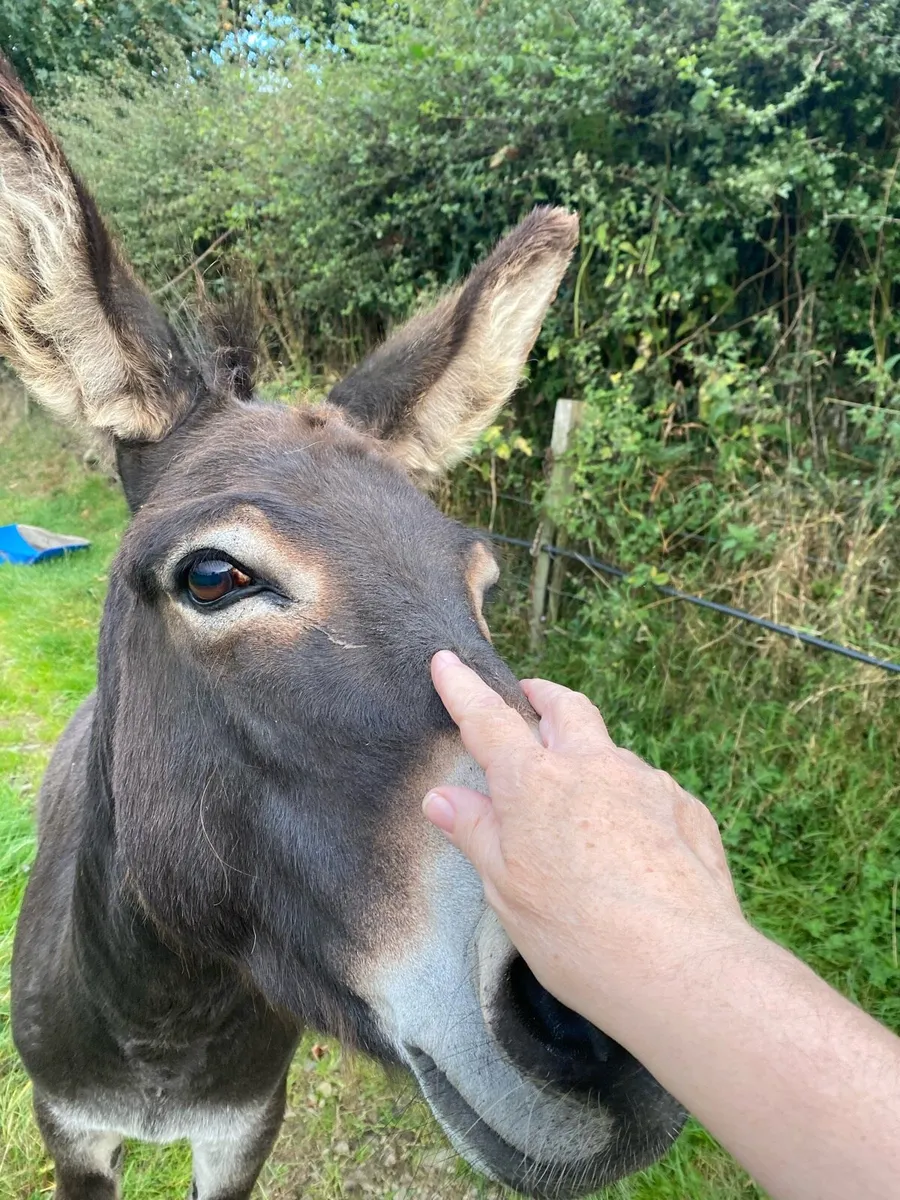 Jack Donkey - Image 3