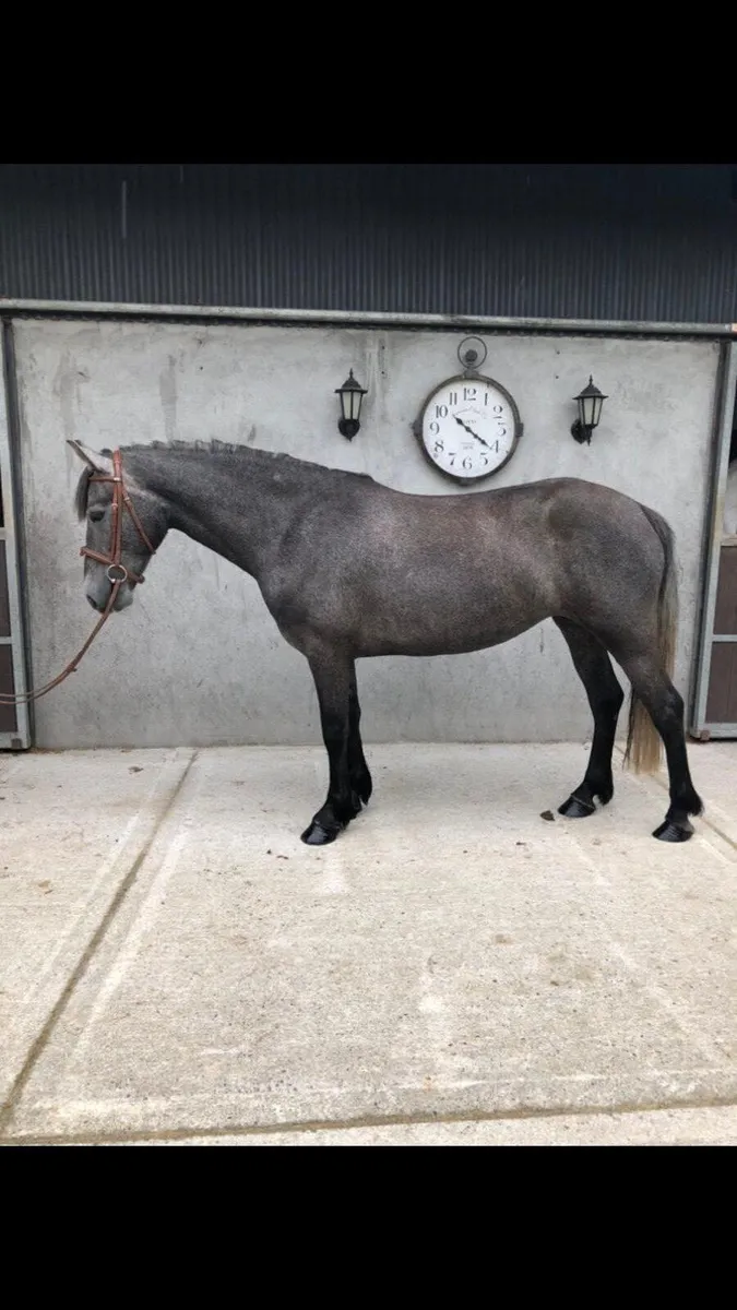 4yrs Irish Draught/Connemara - Image 1
