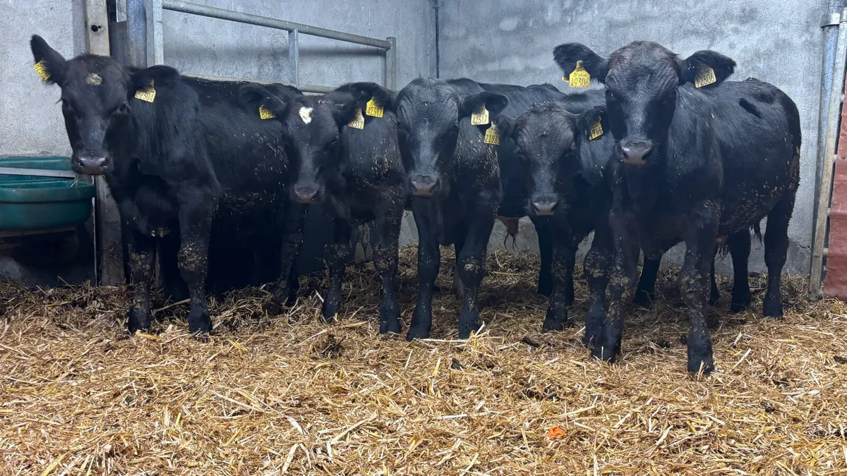 5 Quality Angus Bull Wealings - Image 1