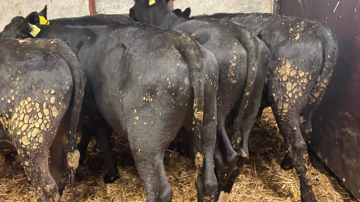 5 Quality Angus Bull Wealings - Image 2