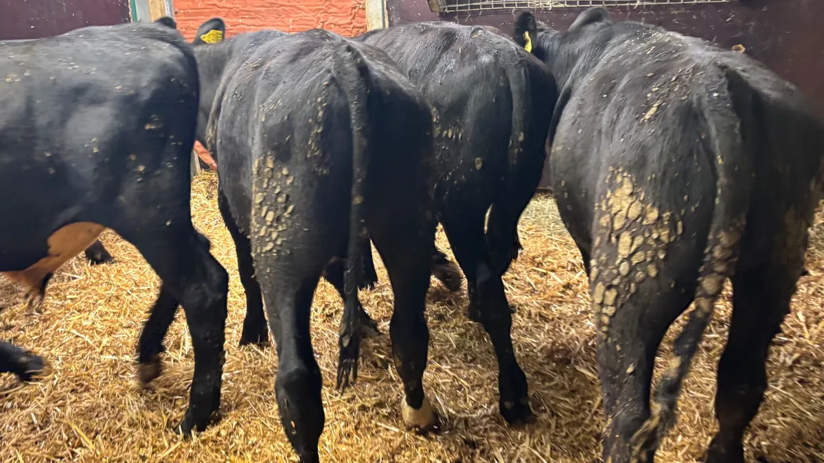 5 Quality Angus Bull Wealings - Image 4
