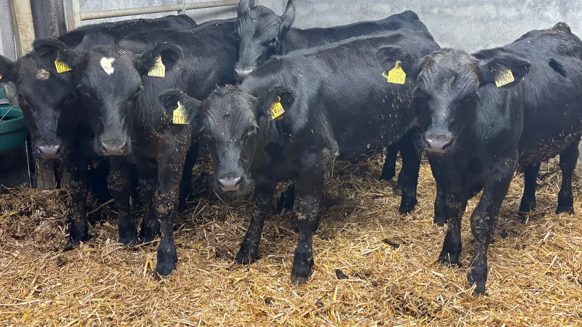 5 Quality Angus Bull Wealings - Image 3