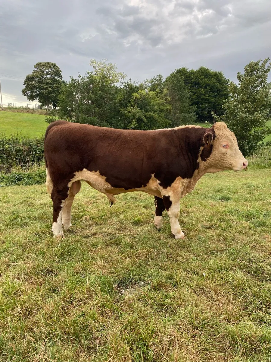 Pedigree Hereford Bulls - Image 1