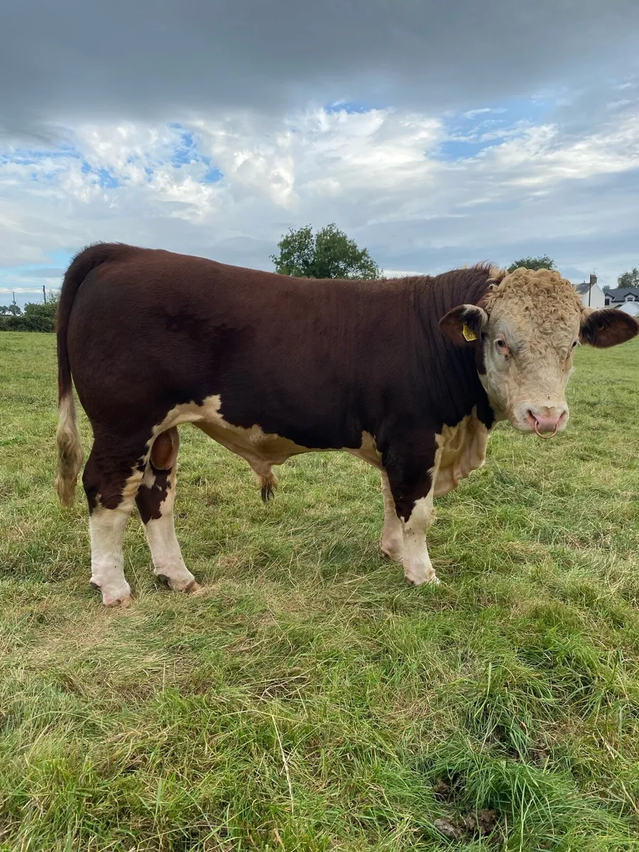 Pedigree Hereford Bulls - Image 2