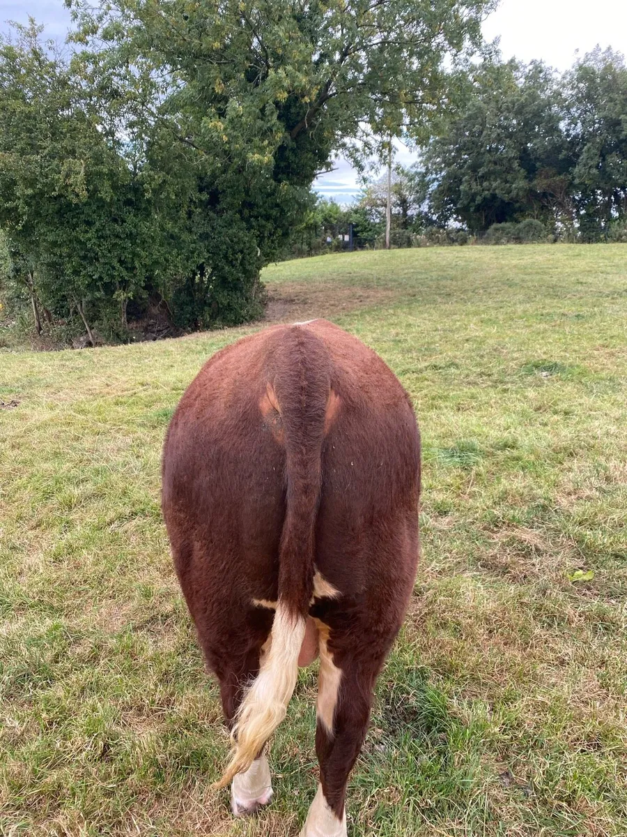 Pedigree Hereford Bulls - Image 3