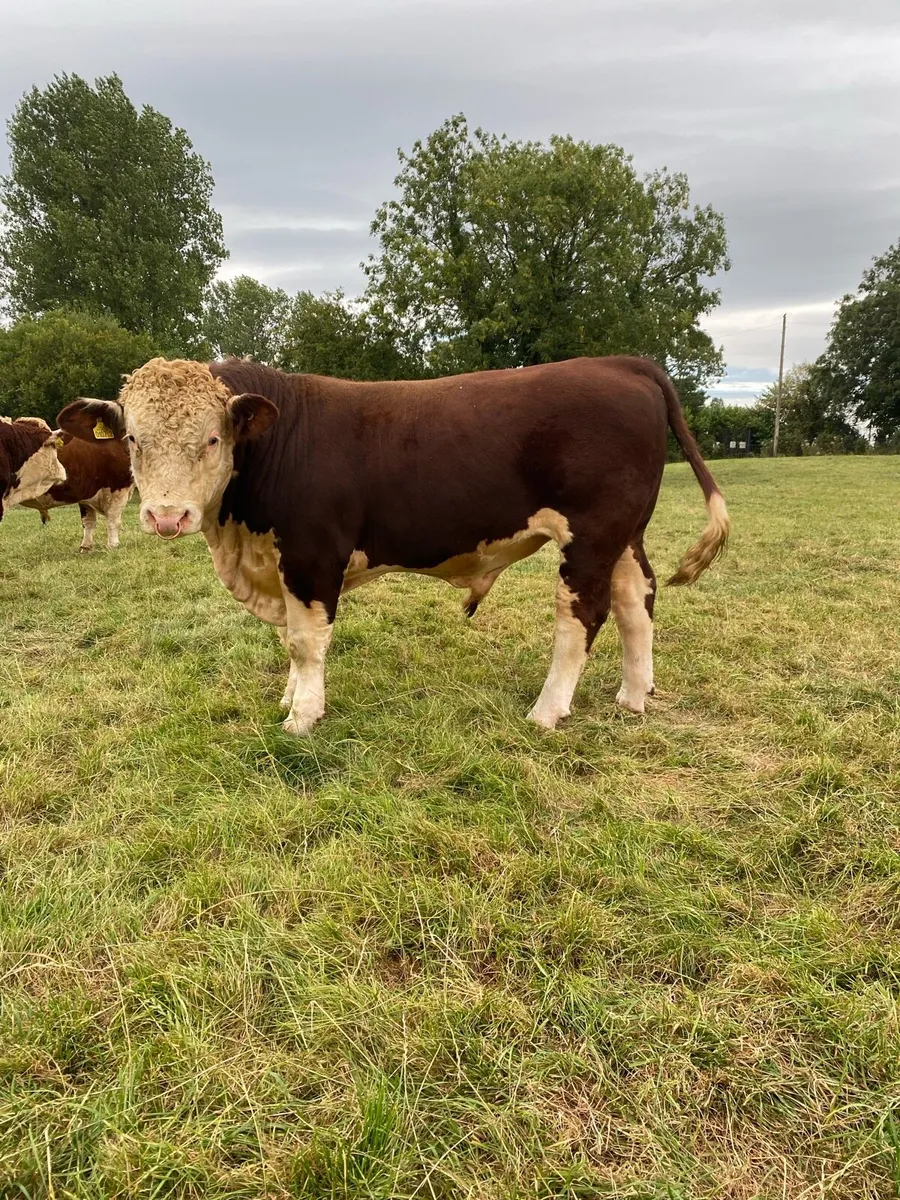 Pedigree Hereford Bulls - Image 4