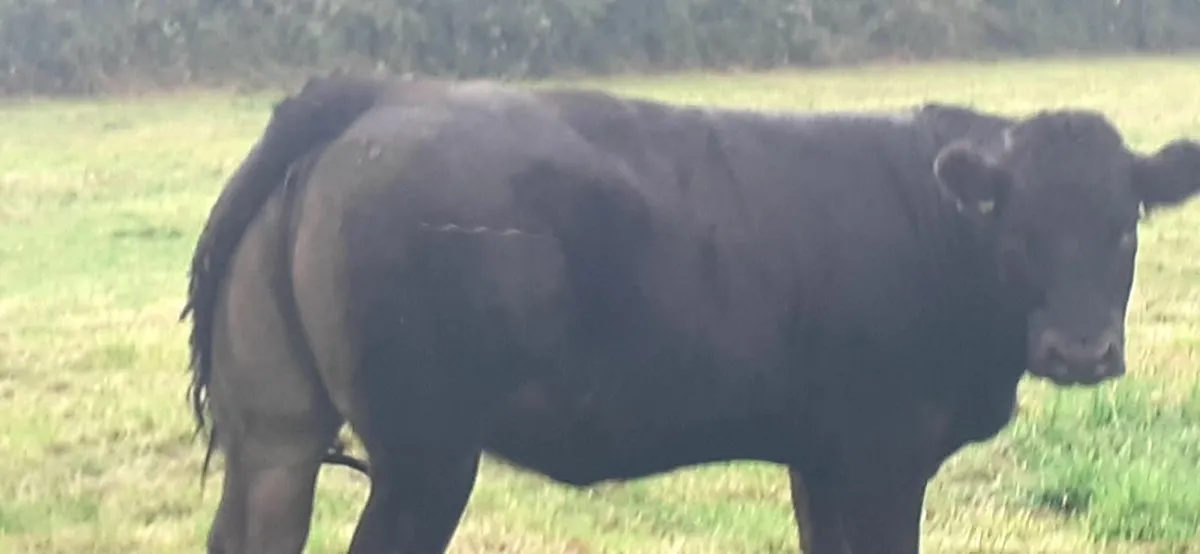 Limousin cattle - Image 1