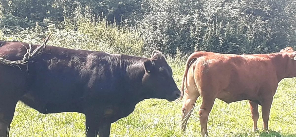 Limousin cattle - Image 2