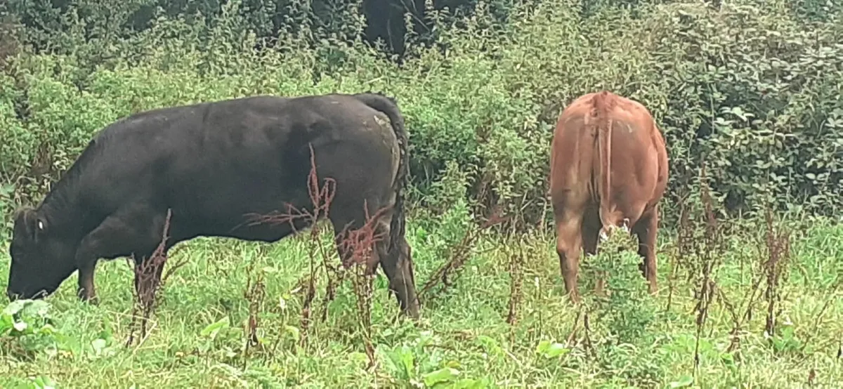 Limousin cattle - Image 3