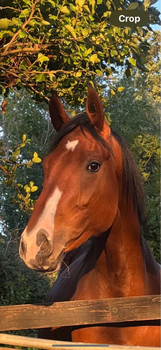 3 year old Filly - Image 1