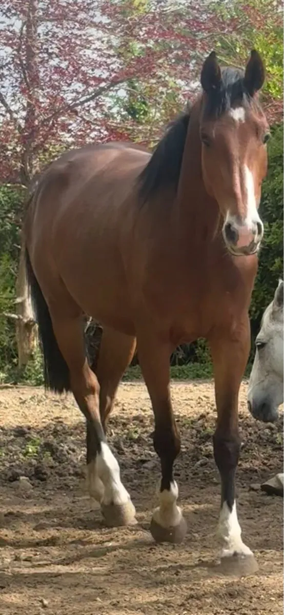 3 year old Filly - Image 2