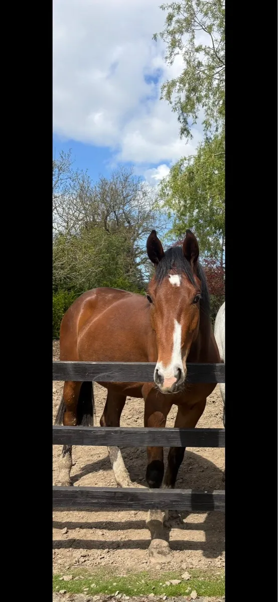 3 year old Filly - Image 3