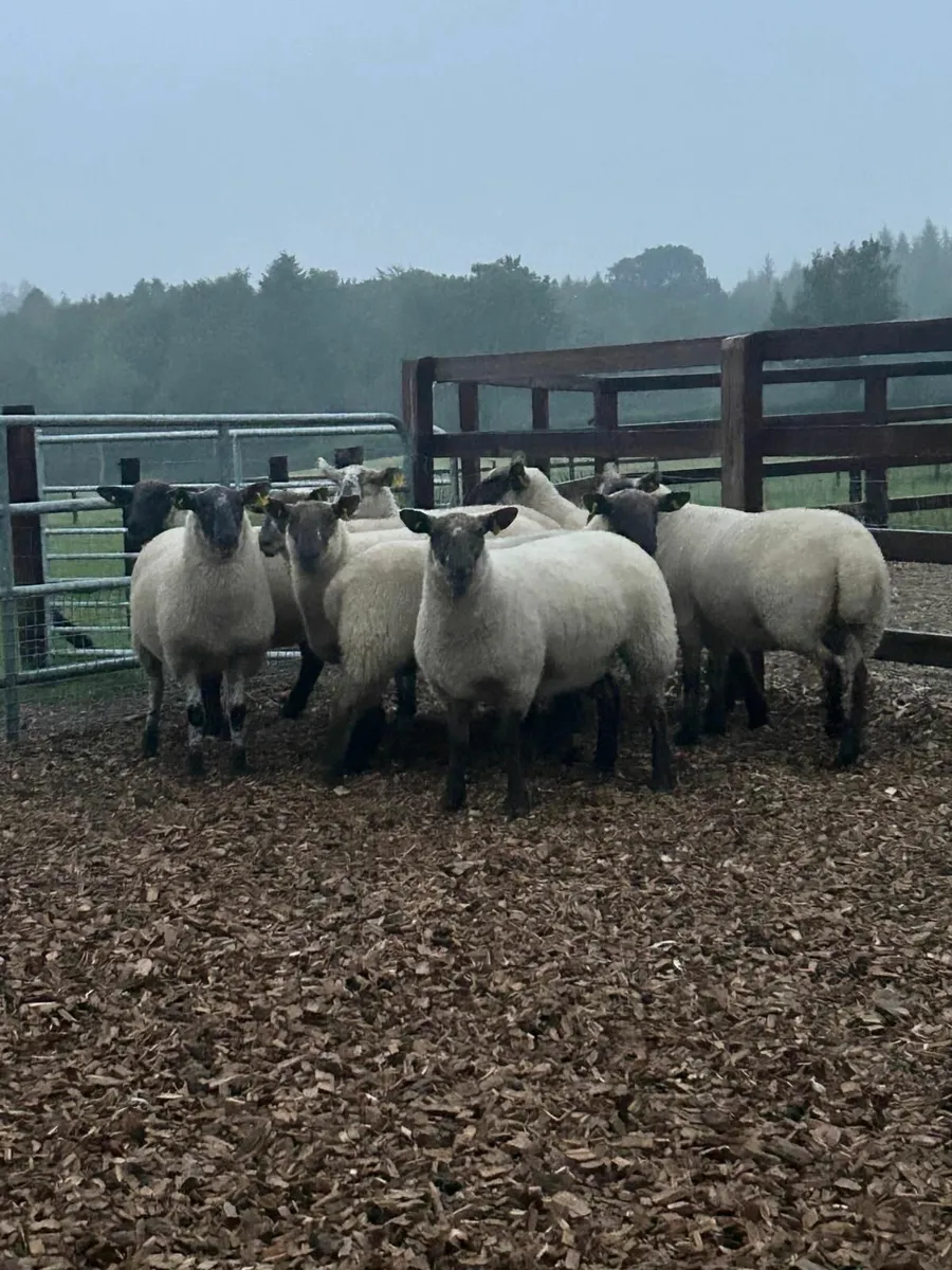 Sheep - Image 1