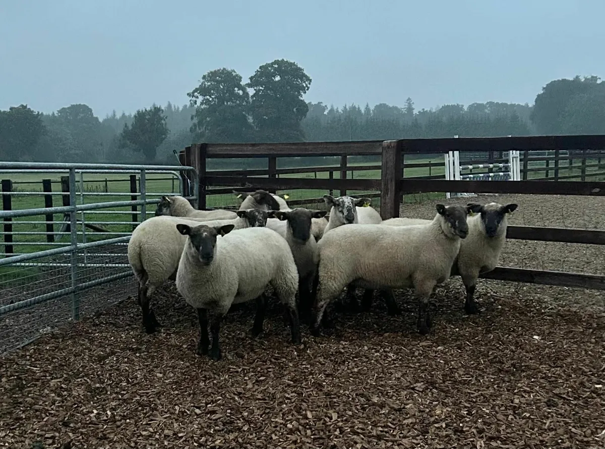 Sheep - Image 2