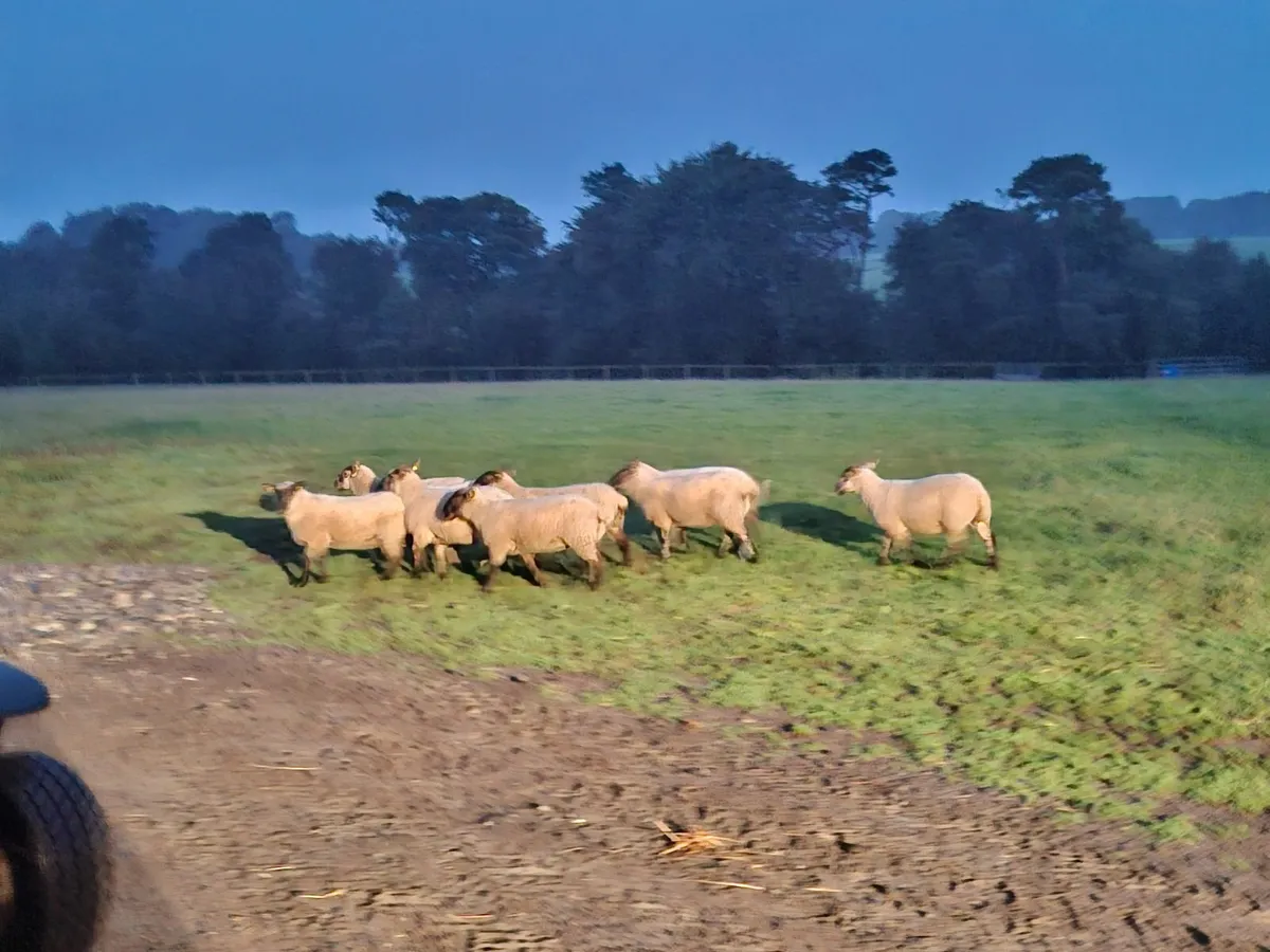 Sheep - Image 3